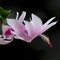 Christmas Cactus